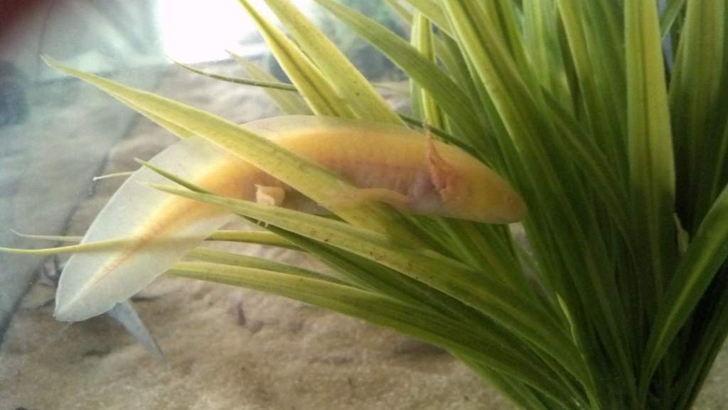 Couscous, golden albino