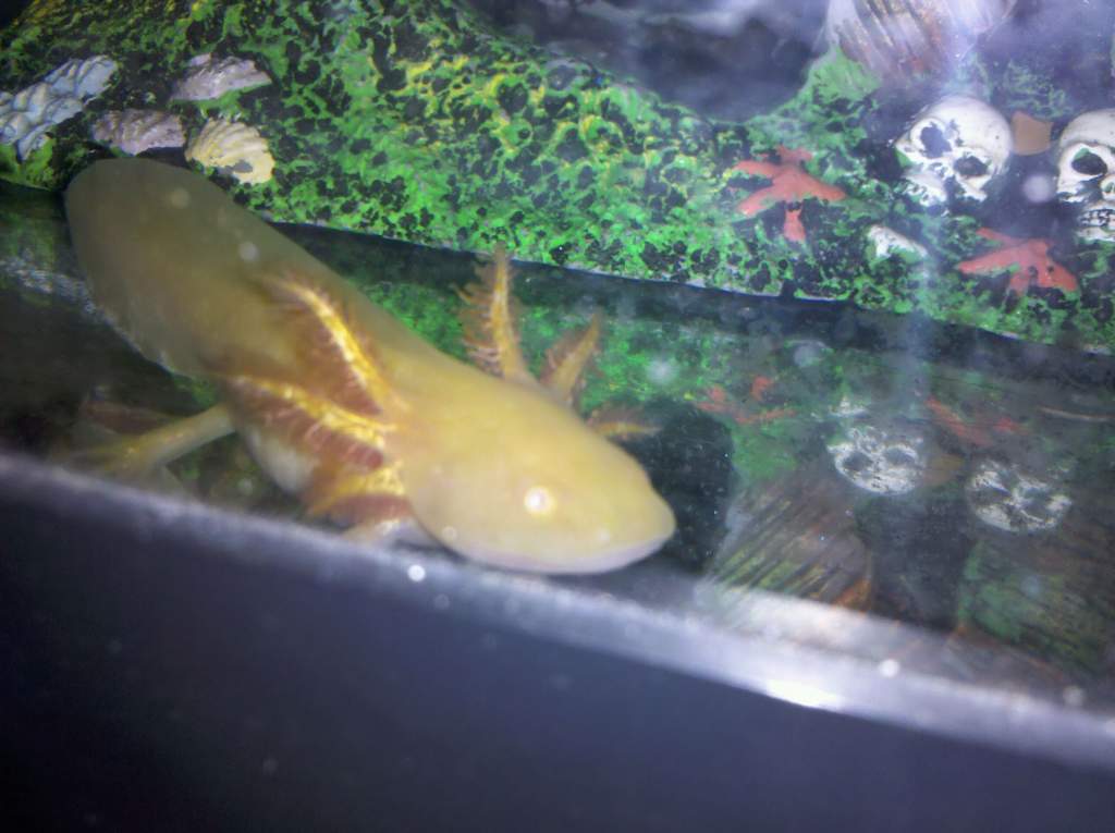 Cpt Jack giving me his "creepy-face" for daring to clean the tank.
