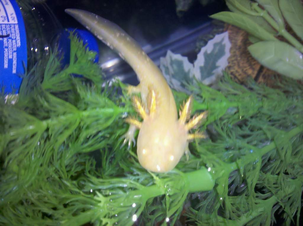 Cpt. Jack giving the "feed me" eyes.