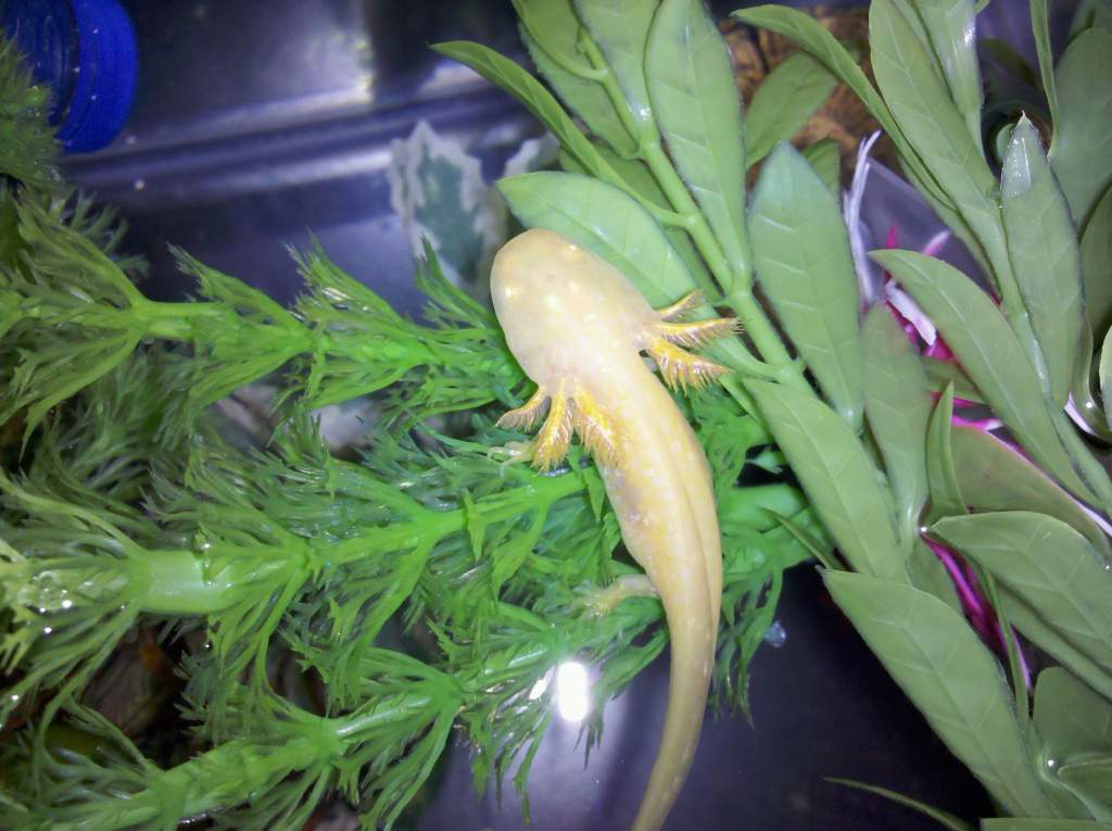 Cpt Jack just chillin' on his floating plants.