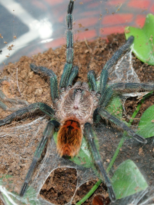 cpubescens3