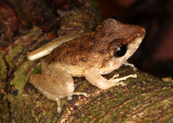 Craugastor fitzingeri or C. crassidigitus