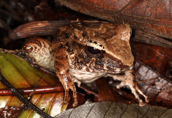 Craugastor fitzingeri or C. crassidigitus