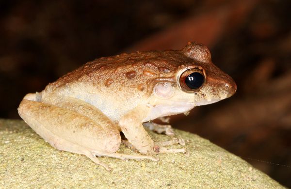 Craugastor fitzingeri or C. crassidigitus
