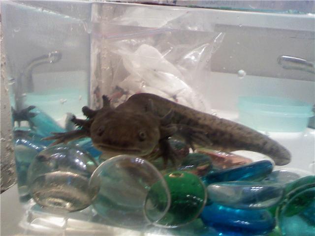 Crawl the Warrior King when I first got him