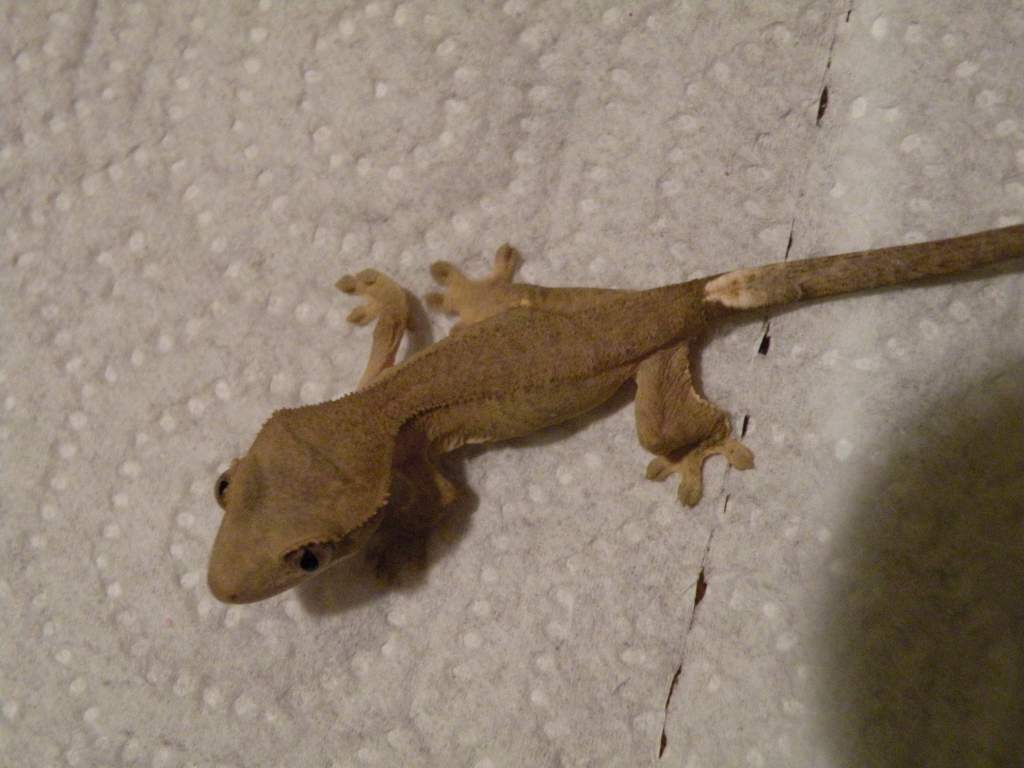 Cream colored hatchling