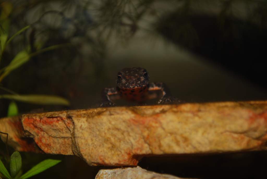 crested newt