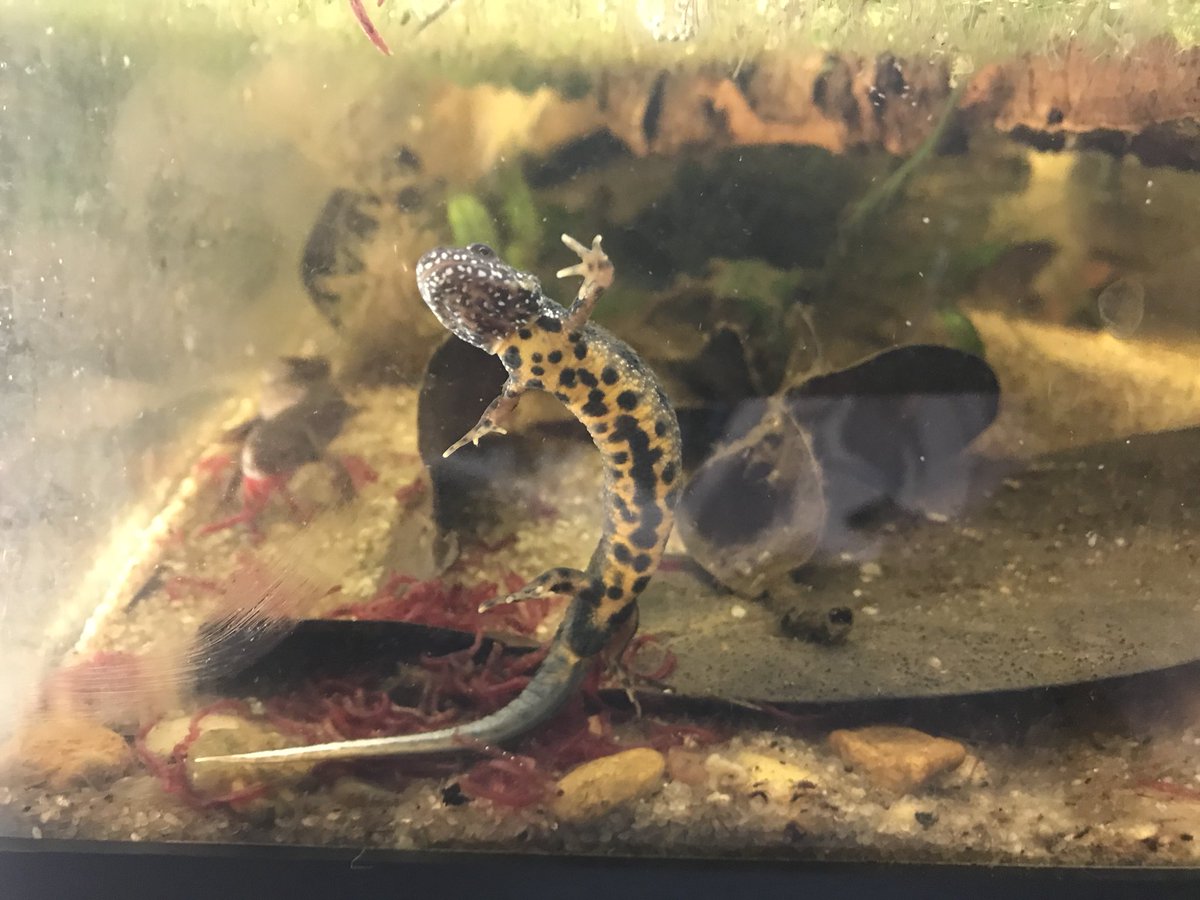 Crested Newt
