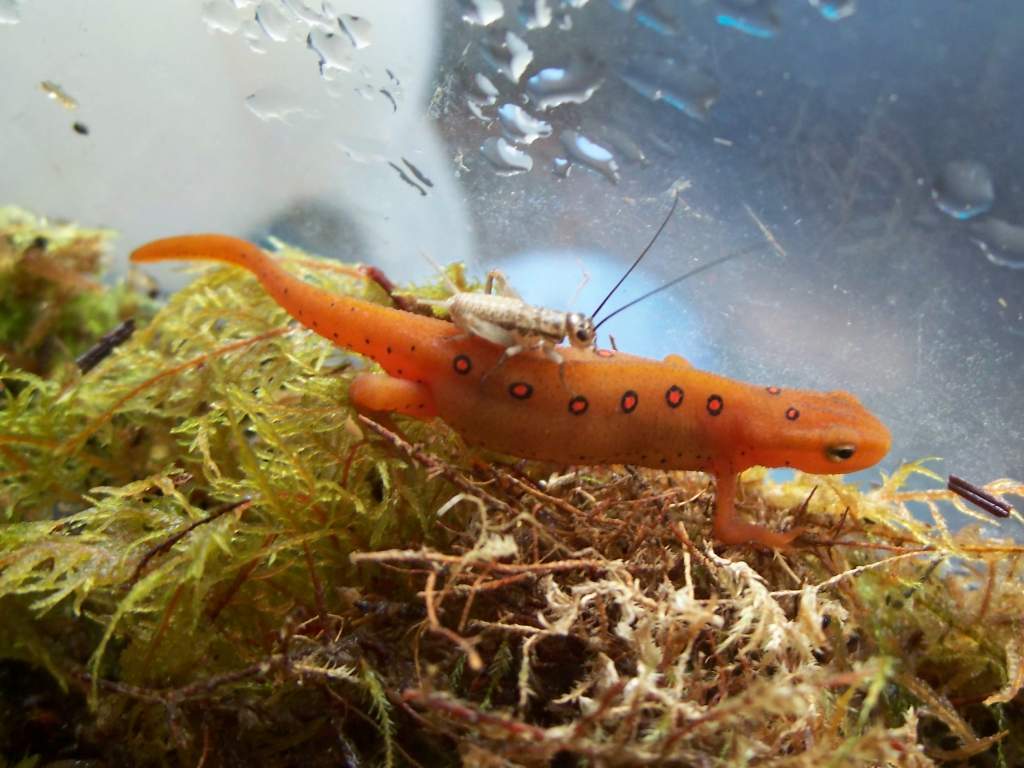 Cricket hitching a ride