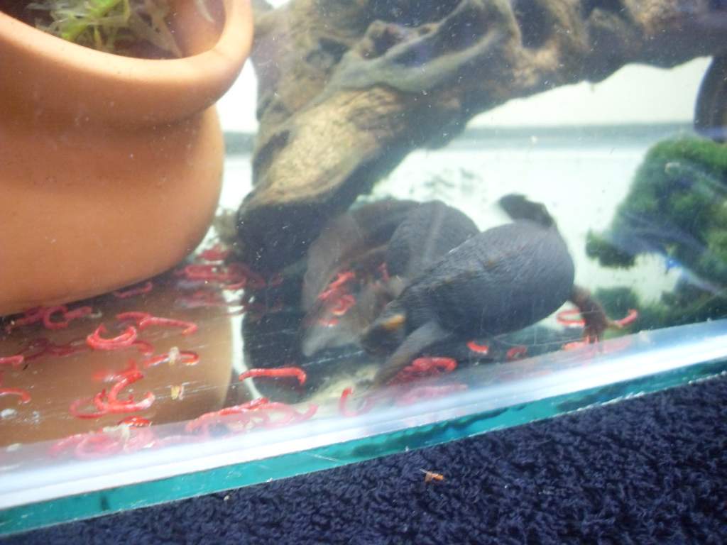 croc newts 004