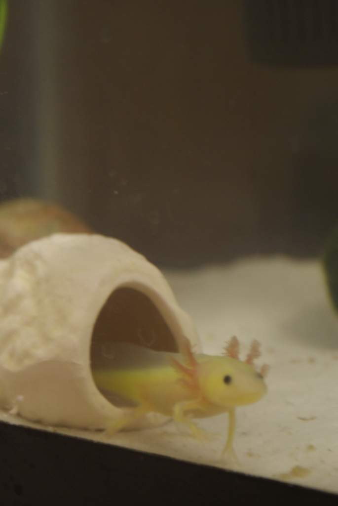 Cthulu