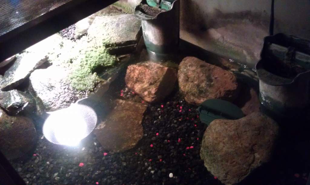 Current tank, going to take it apart and clean it out soon