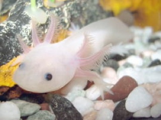 cute axie I found on the internet^^