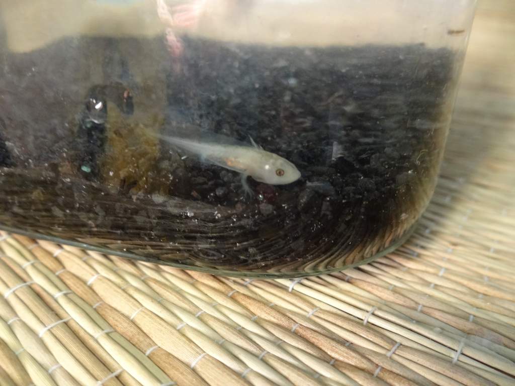 Cute little 3/4" baby!