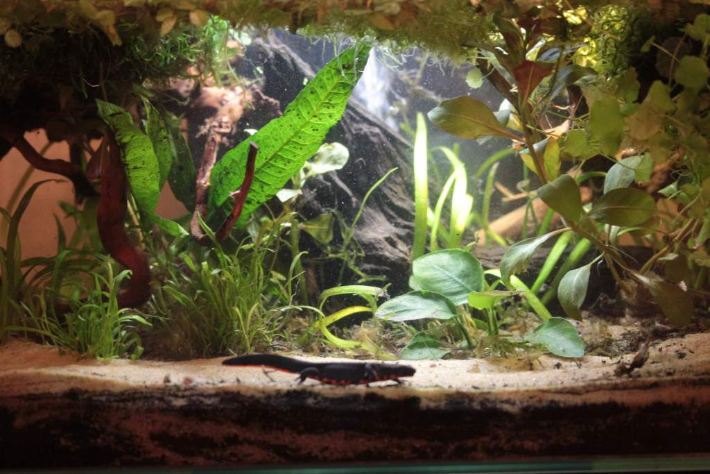 cutie newty in her new styled swamp. | Caudata.org: Newts and ...