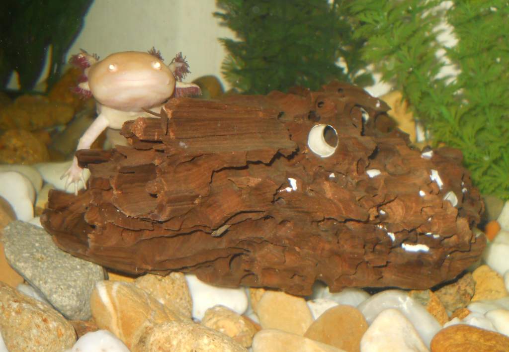 Cutie, playing hide n seek. :D