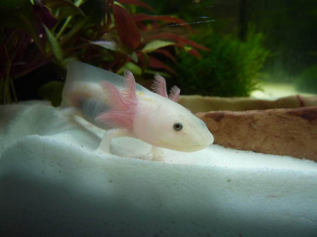 Cutiepie! Wonder why he/she has yellow spots though..