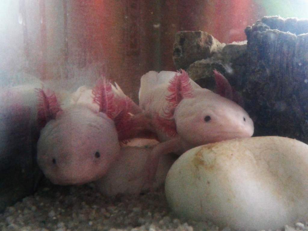 Cuties spying on me.