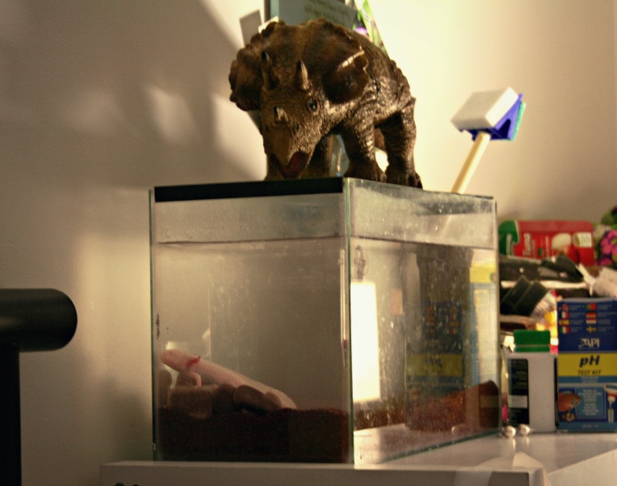 Cybill and Doughnut: Guardian of Aquaria.