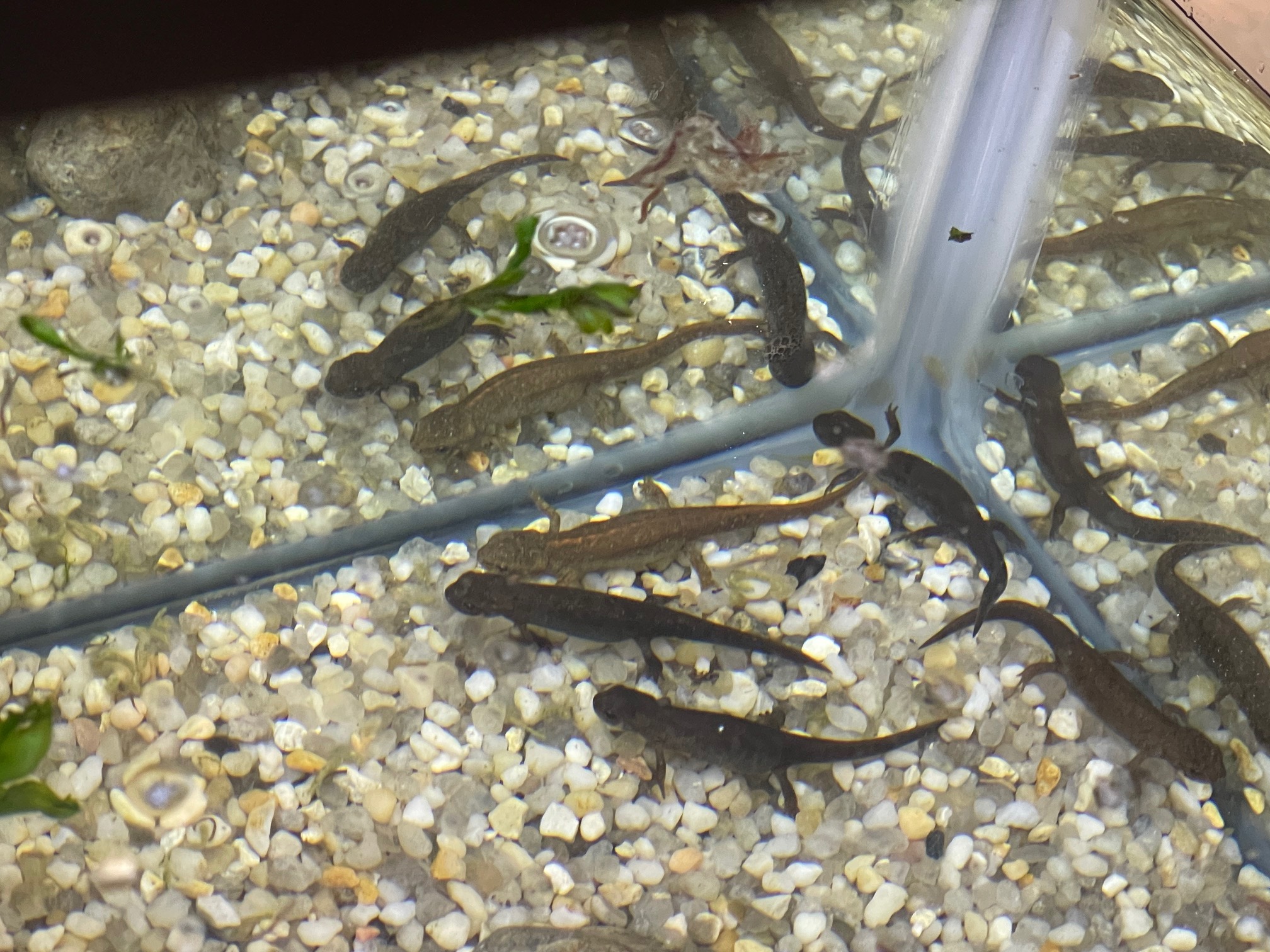 Cynops cyanurus 1.jpeg