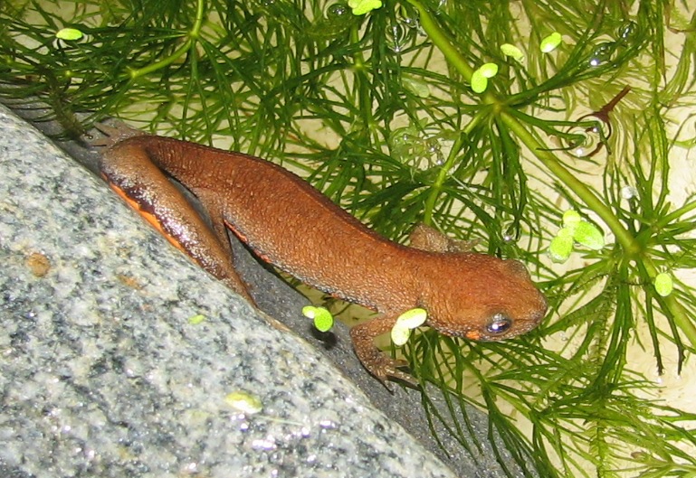 Cynops cyanurus juvenile