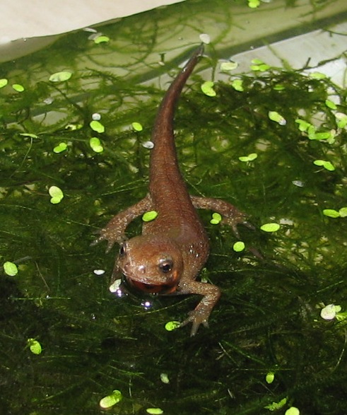 Cynops cyanurus juvenile
