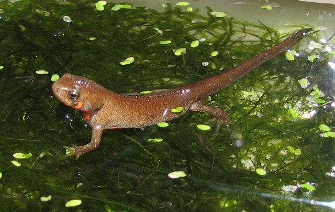 Cynops cyanurus juvenile