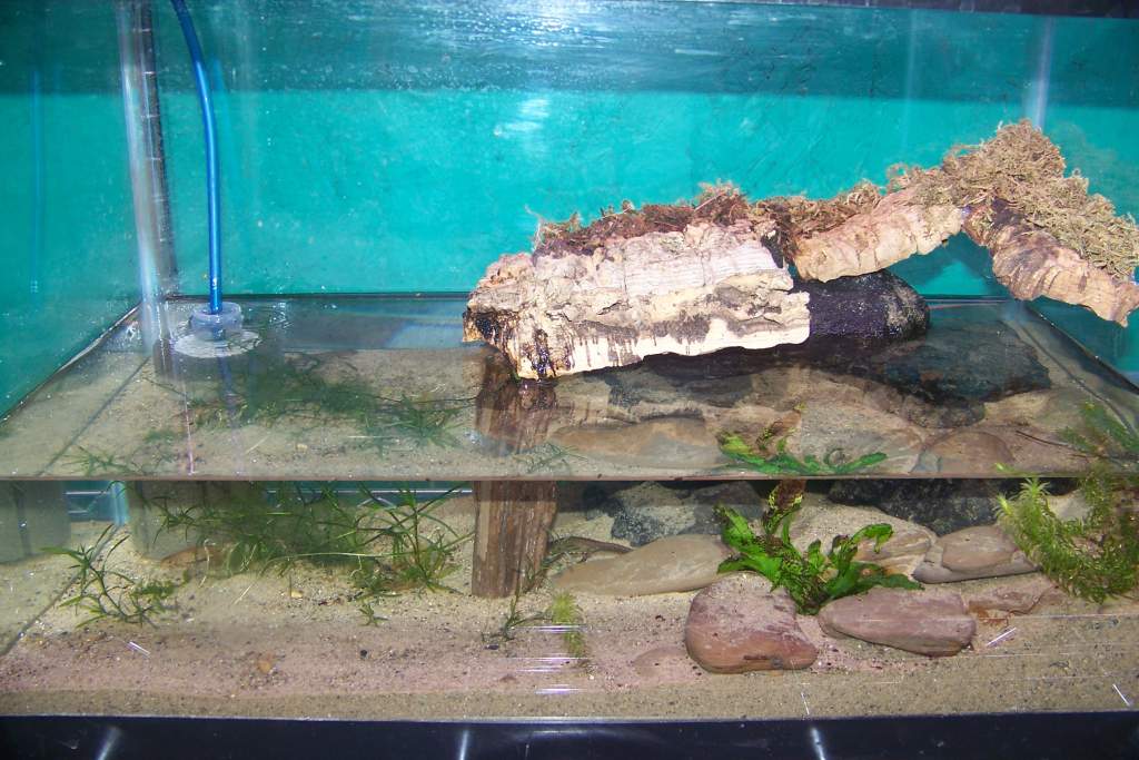 Cynops cyanurus