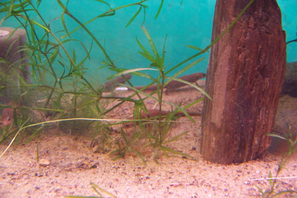 Cynops cyanurus