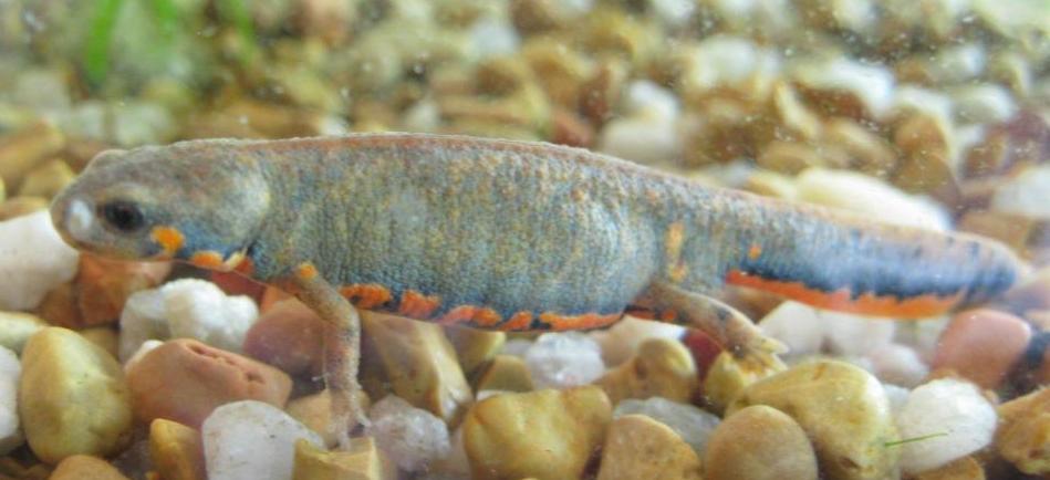 Cynops cyanurus