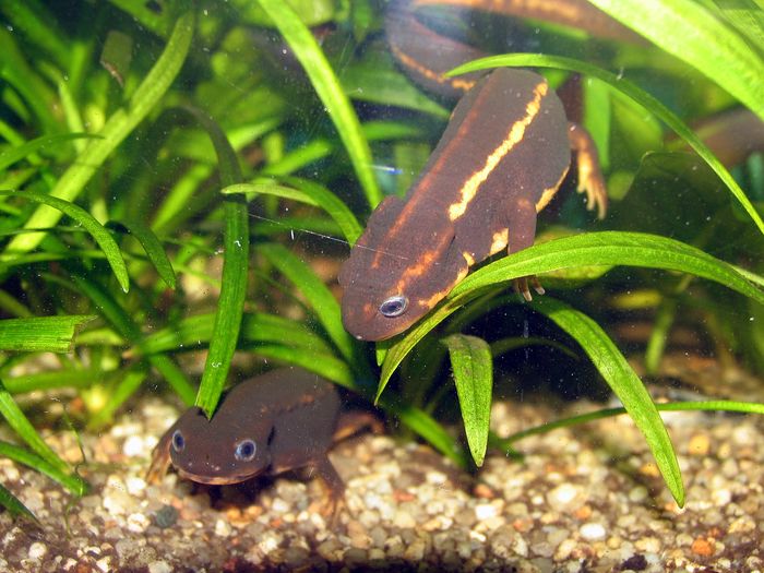 Cynops ensicauda ensicauda pair