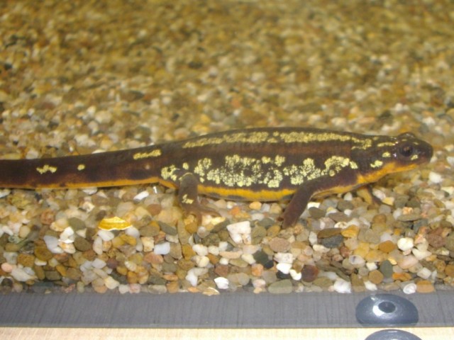 Cynops ensicauda popei female