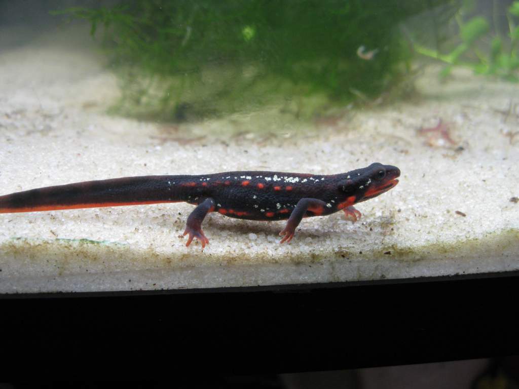 Cynops ensicauda popei