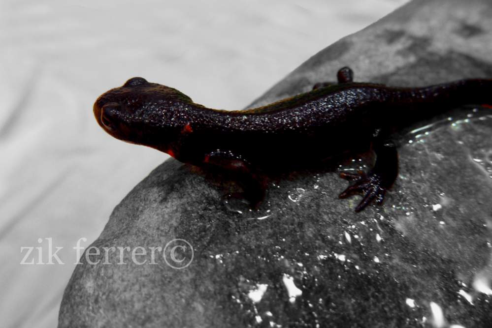 Cynops Orientalis 3
