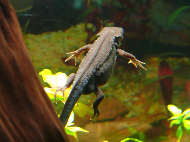 Cynops pyrrhogaster - a flying newt