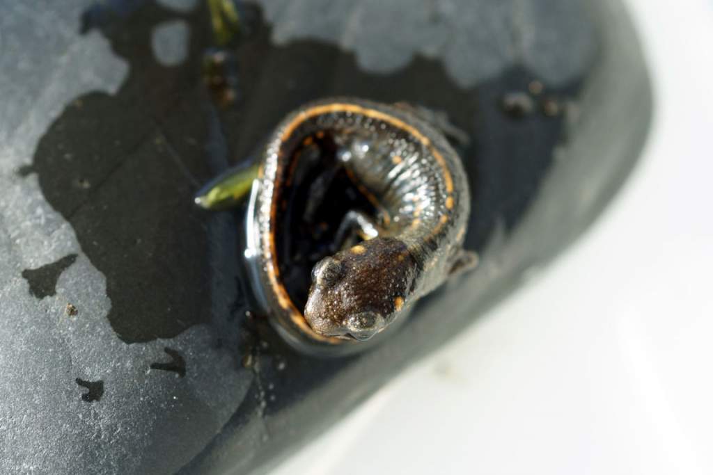 Cynops pyrrhogaster juveniles