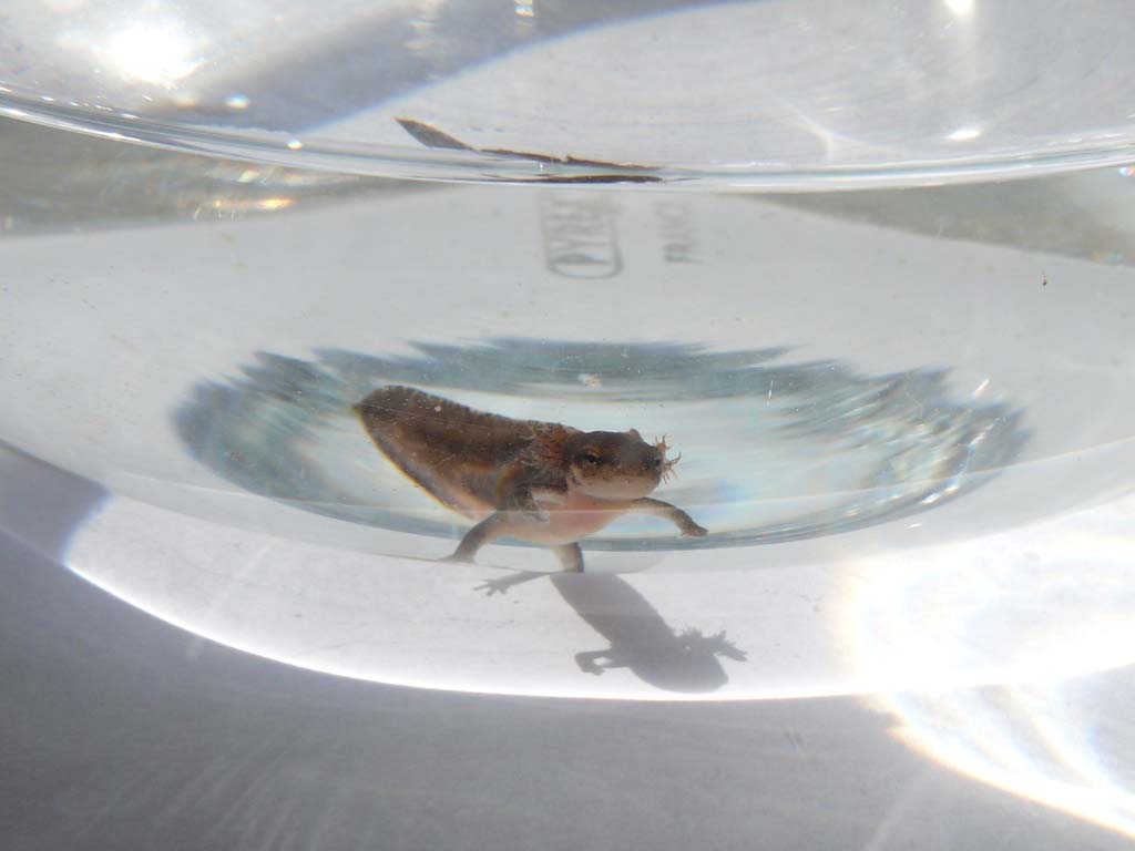 Cynops pyrrhogaster larva close to metamorphosis