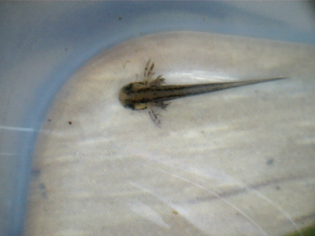 cynops pyrrhogaster larvae