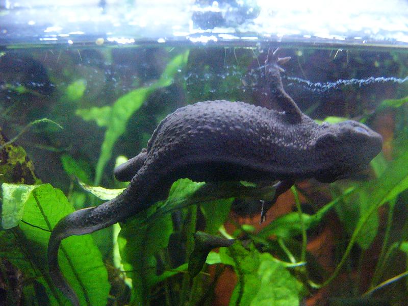 Cynops pyrrhogaster sasayamae, female laying eggs.