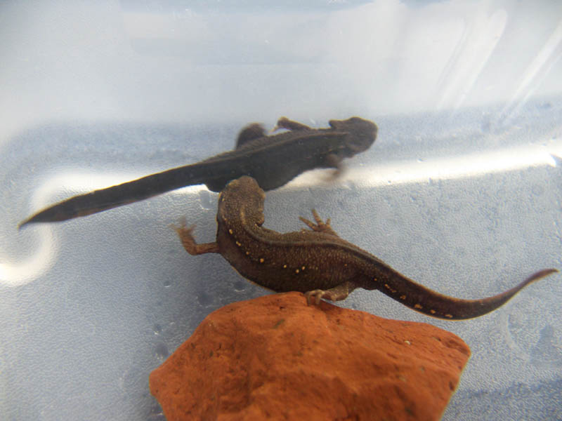 Cynops pyrrhogaster - young male and female (brown)