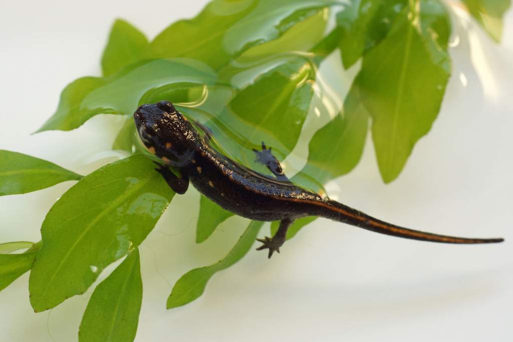 Cynops pyrrhogaster