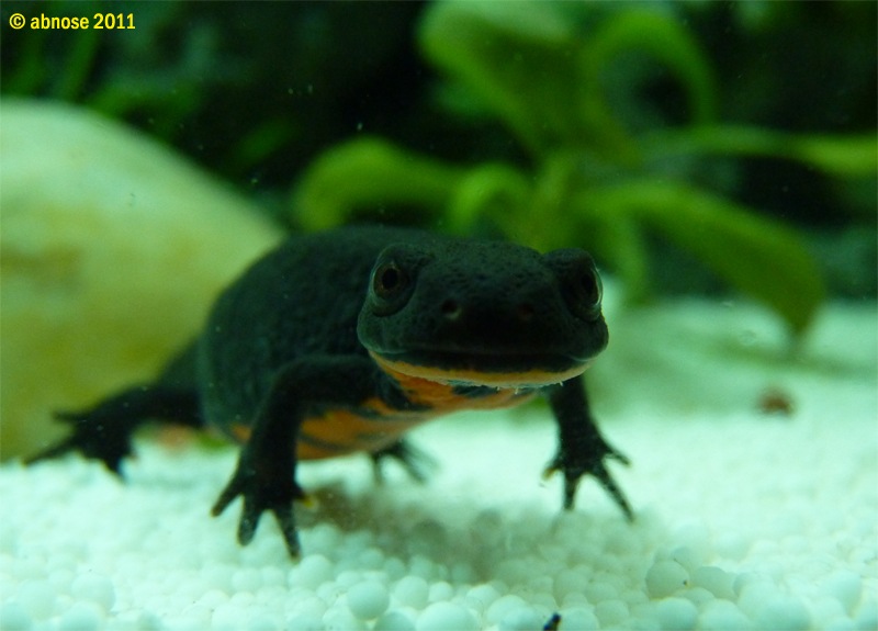 cynops