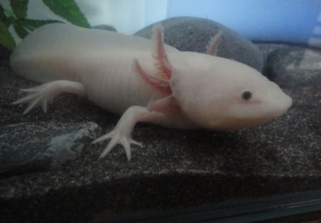 =D