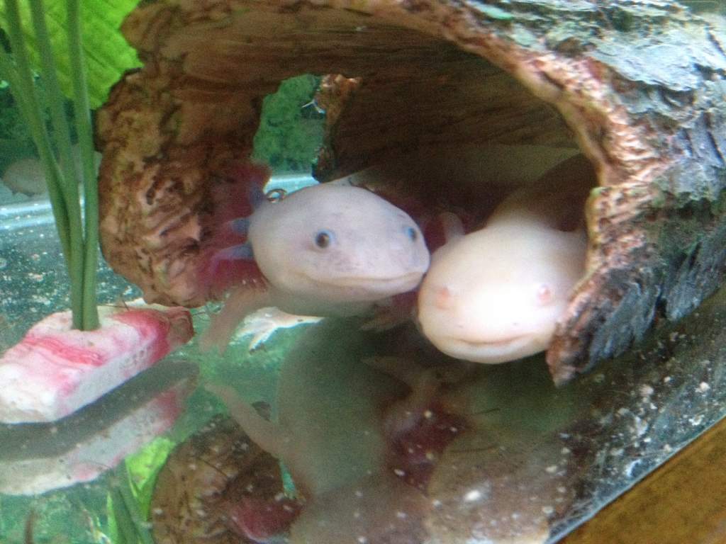Dad - Guss (Leucistic)