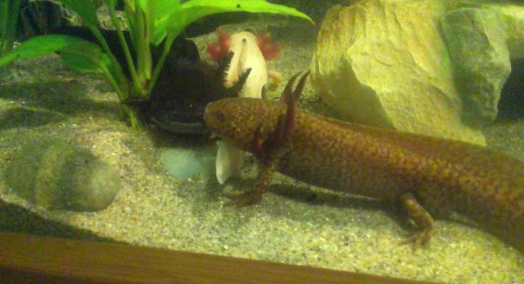 Dafydd and Ben rest on El Bandito's tail