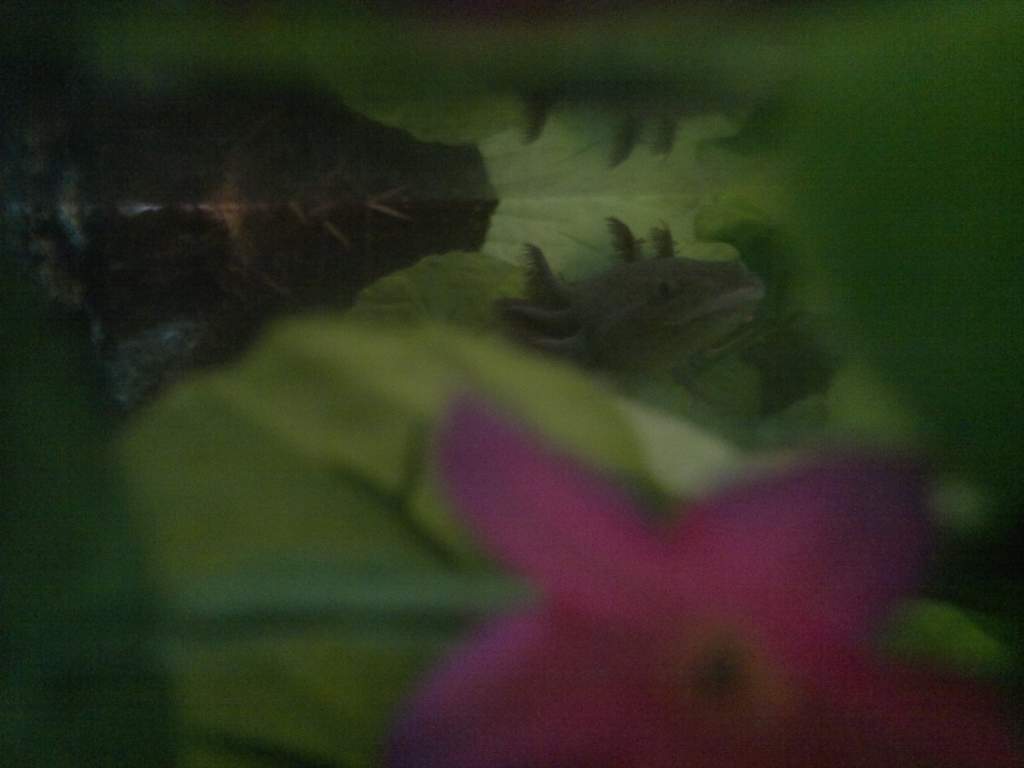 Daiki