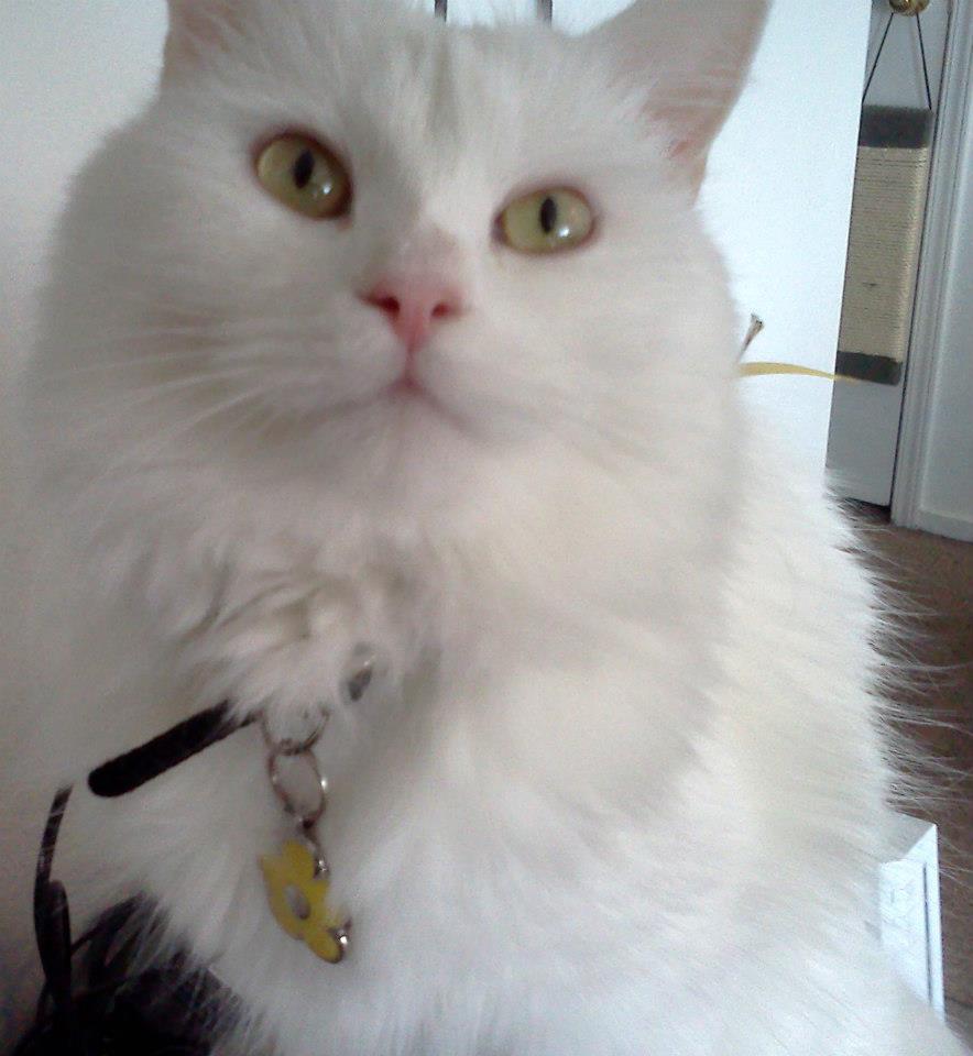 Daisy