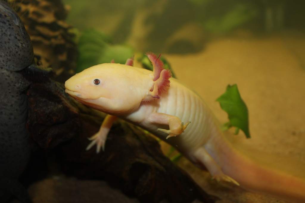 Dante