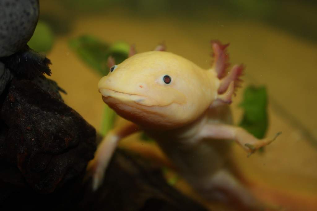 Dante