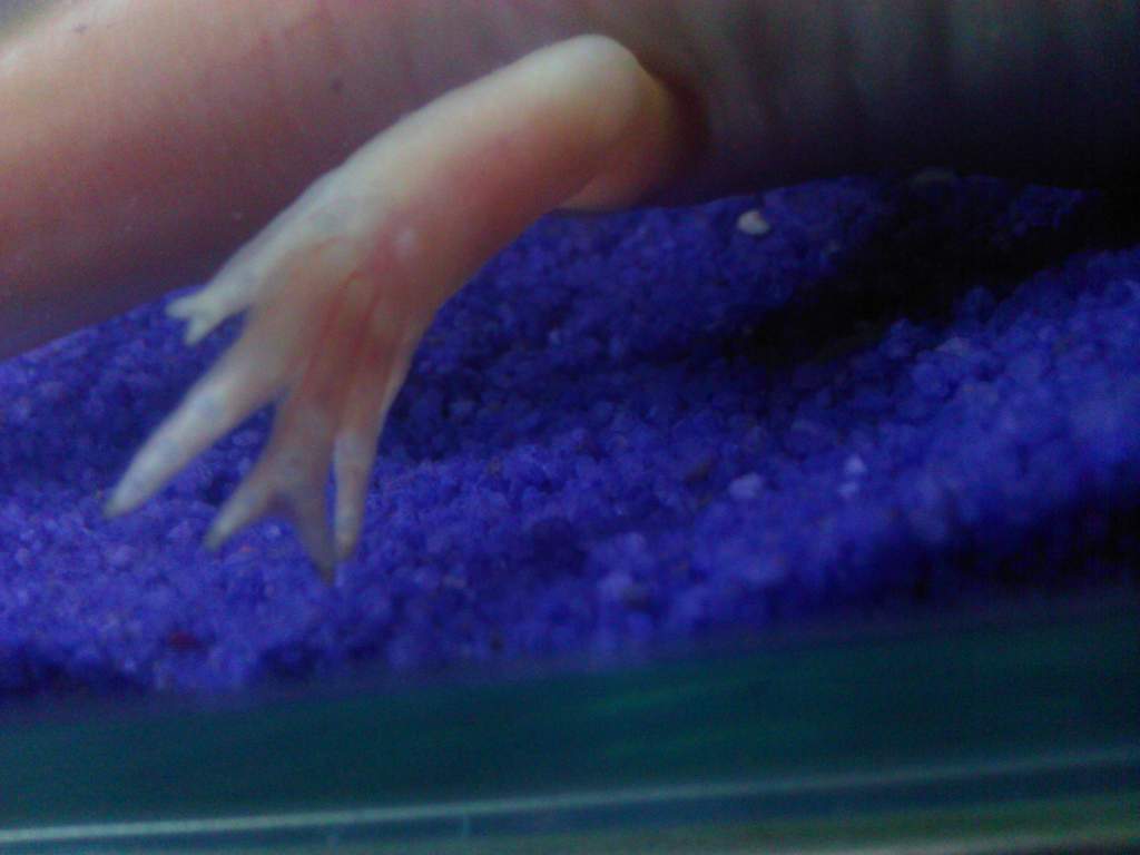 Dany has 7 toes!